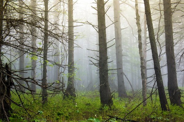 Arbres dans la forêt enveloppés de brouillard