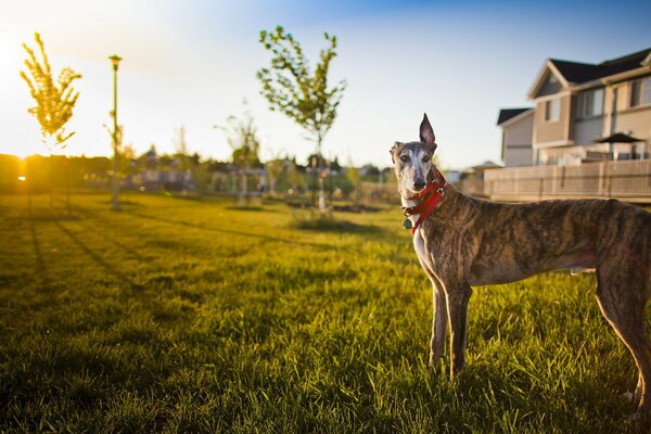 El perro camina solo por la mañana cerca de la casa