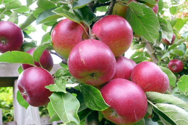 Las manzanas rojas maduran en una rama de Manzano