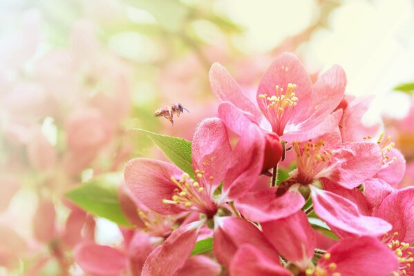 Abeja en flor de cerezo en primavera