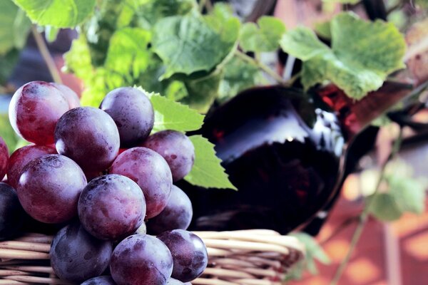 Dark grape fino in a basket