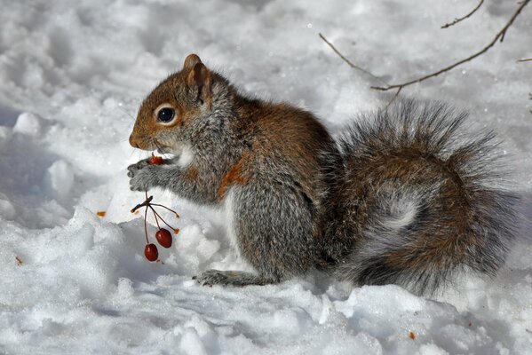 Wiewiórka siedzi na śniegu i je jagody