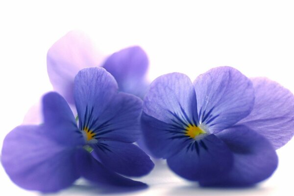 Beautiful flower petals on a white background