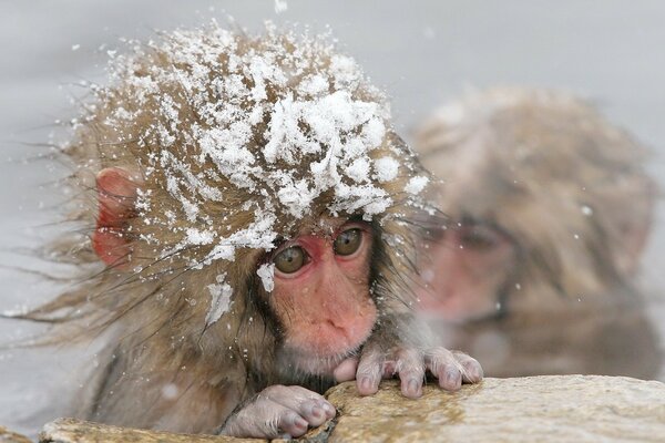 Mono congelado cubierto de nieve