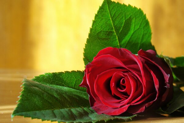 Una rosa roja sobre la mesa