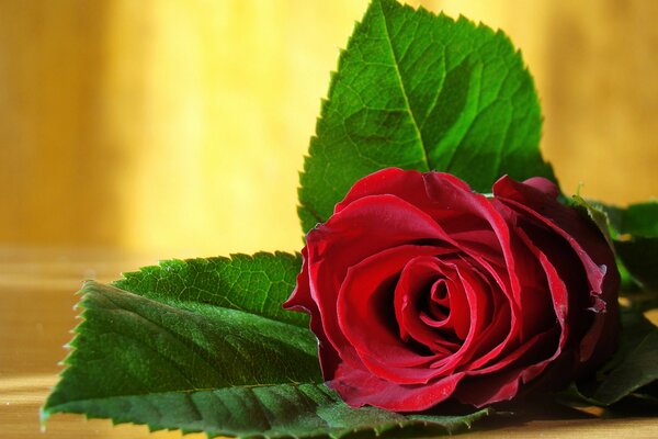 Jedna czerwona róża na stole