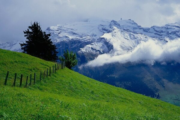 Prato con erba verde e Montagna