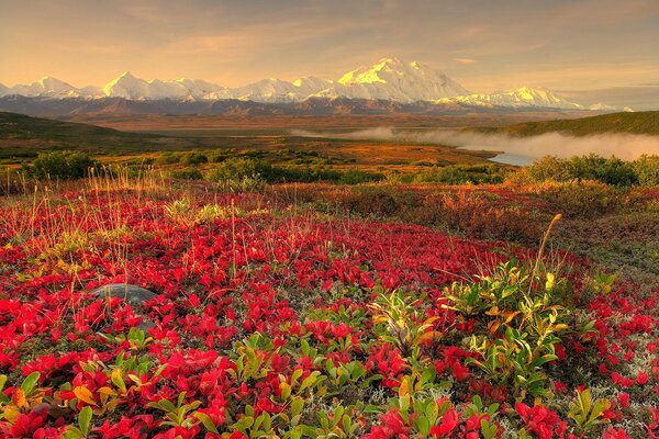 Flowers on the background of beautiful mountains