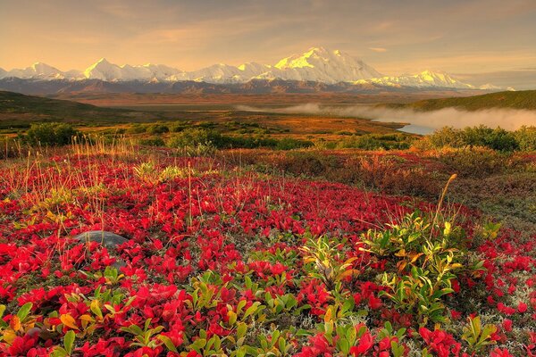 Fleurs sur fond de belles montagnes