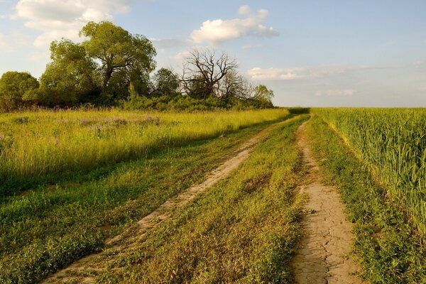 Paisaje de verano con un camino en medio de la hierba