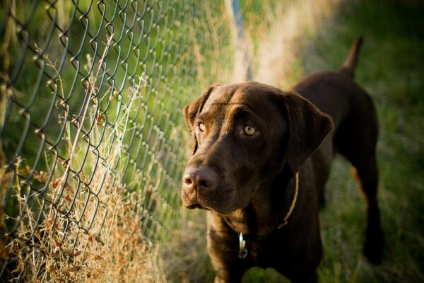 The dog misses the owner behind the fence