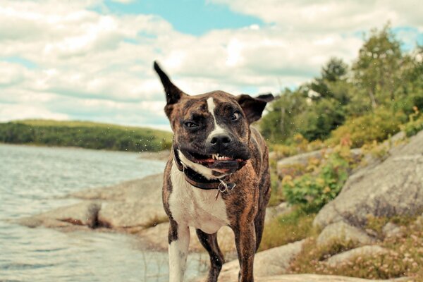 Beau chien se déplace museau