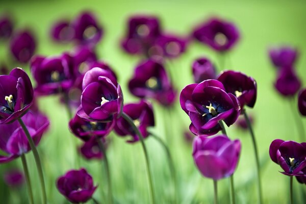 Tulipes de fleurs violettes sur fond vert