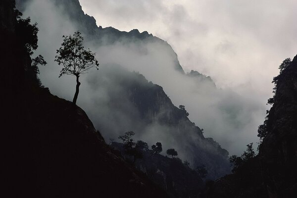 A tree on a mountainside in the fog