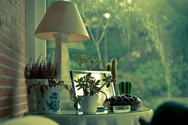 Lamp and cactus on the table by the window