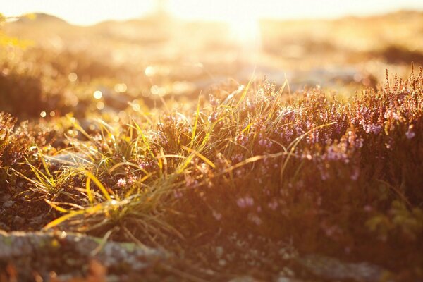 Photo de lumière floue sur l herbe verte de la nature