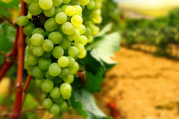 Grappolo di uva verde sotto il sole estivo