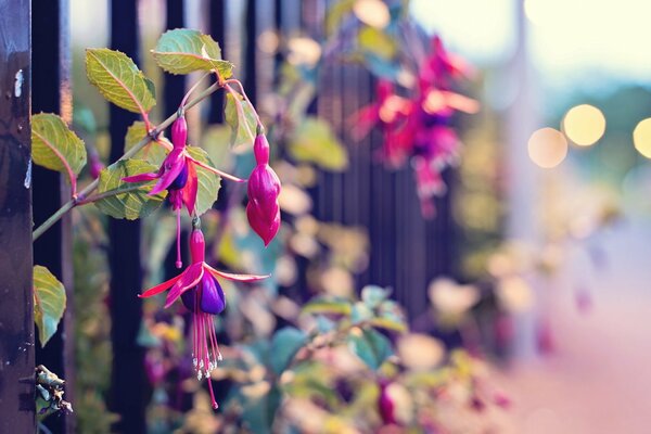 Beautiful flowers grow through the fence