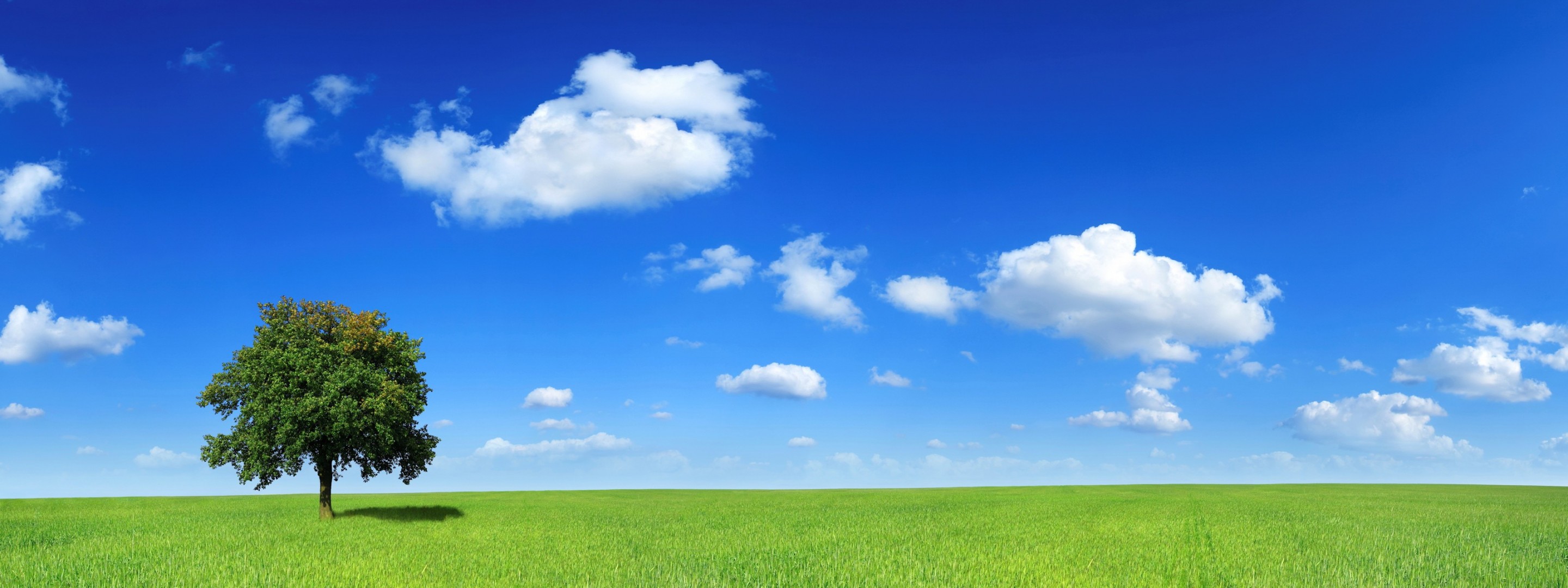 baum feld wolken horizont