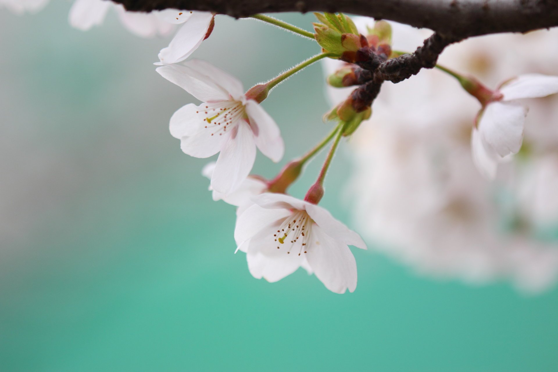 blumen frühling kirsche blüte sakura weiß blütenblätter