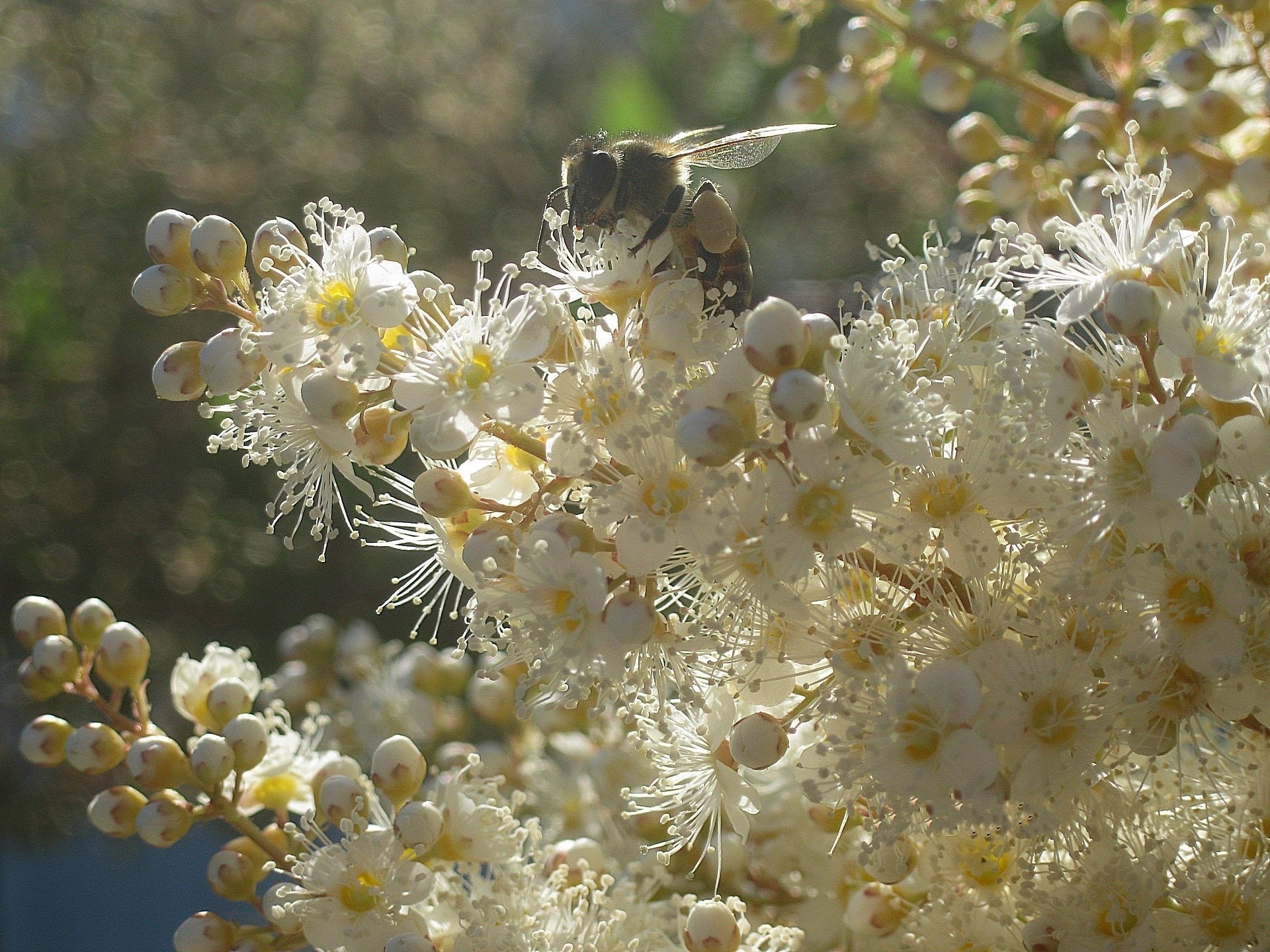 fleurs rowan blanc brosse abeille