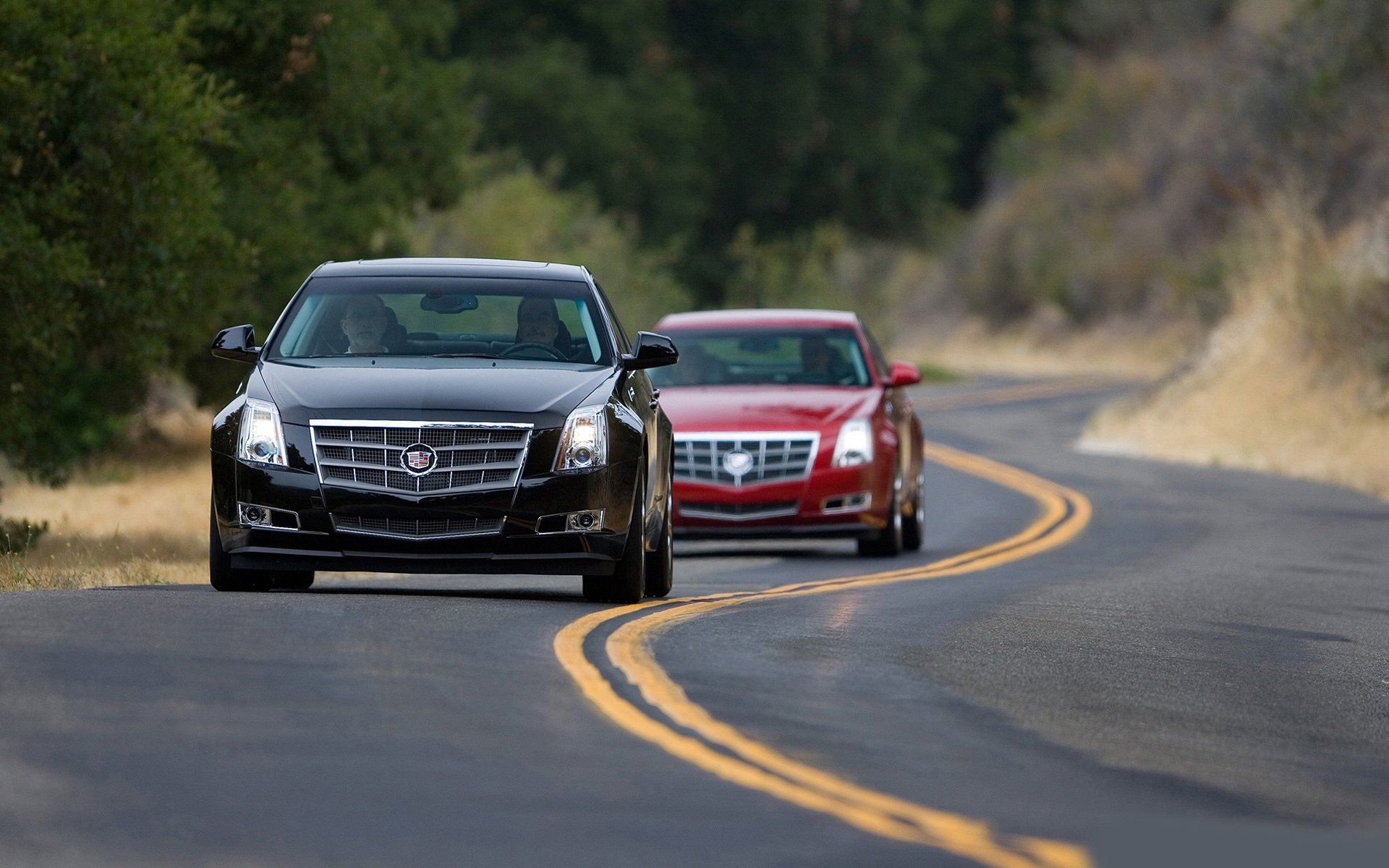 autos straße bäume weg cars cadillac