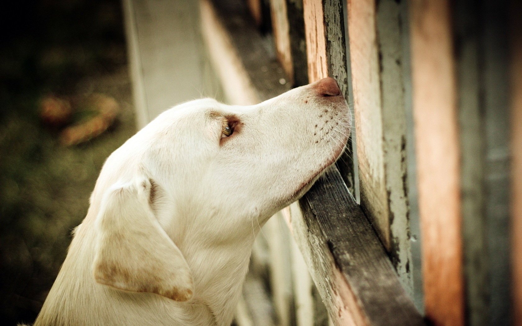 retriever dog the fence