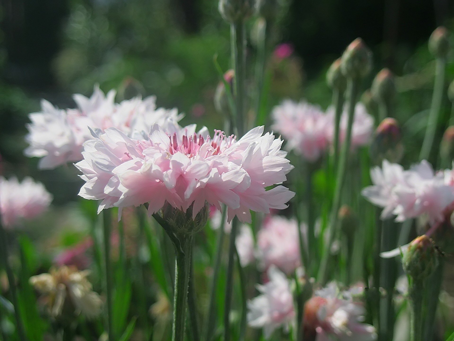 flowers cornflowers pink