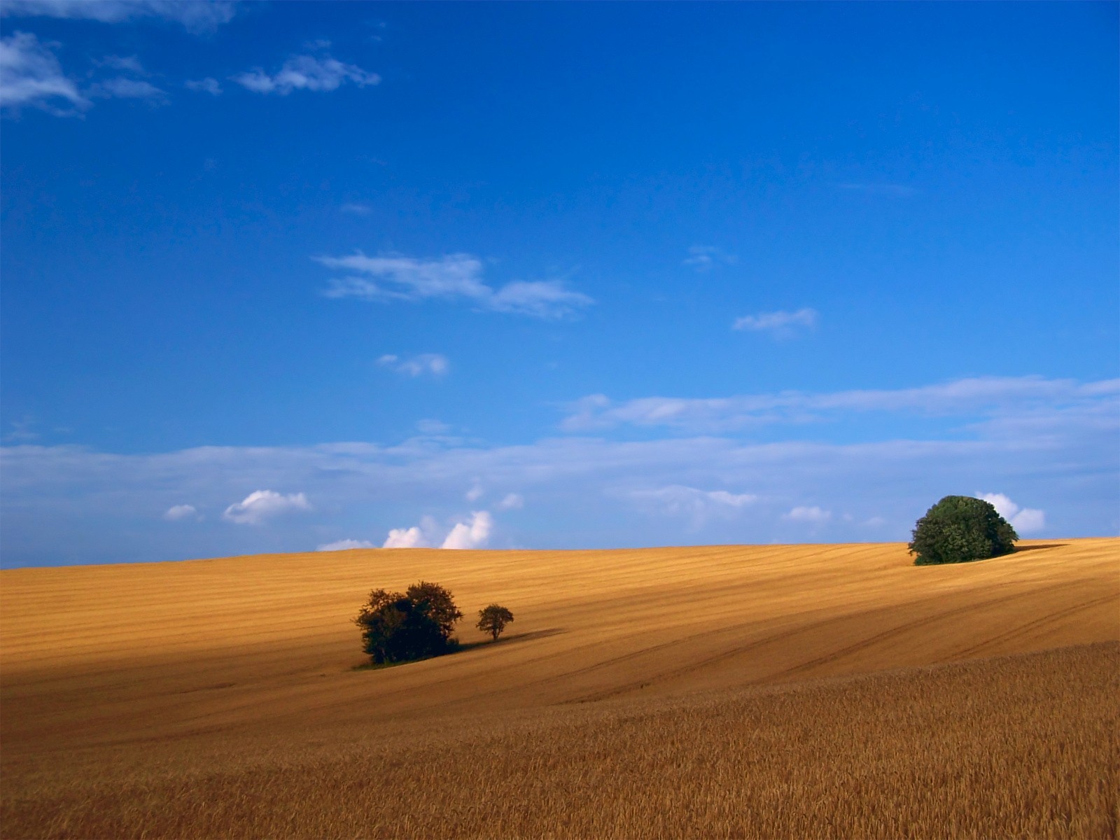 feld bäume himmel weite