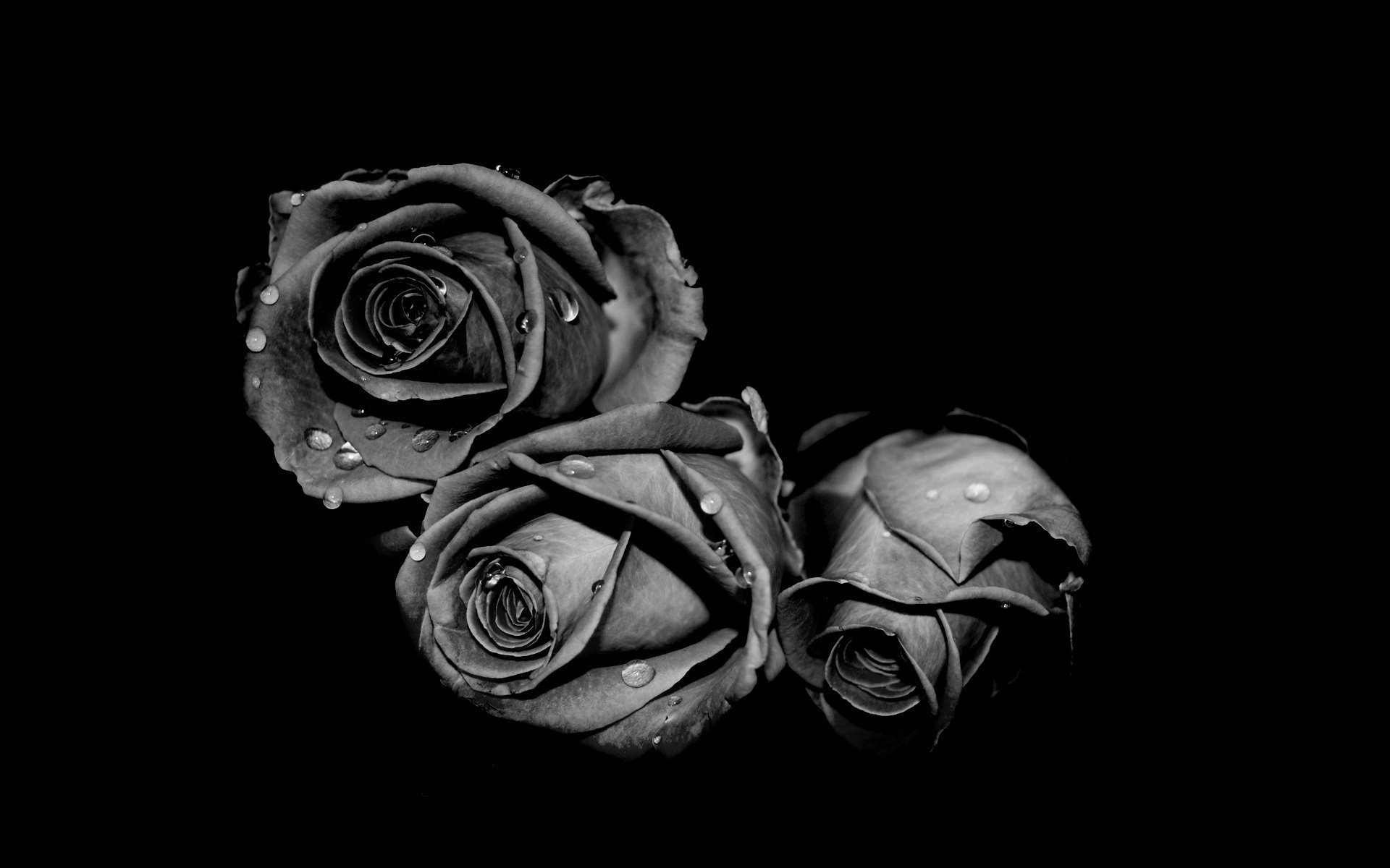 roses blanc noir gris gouttes