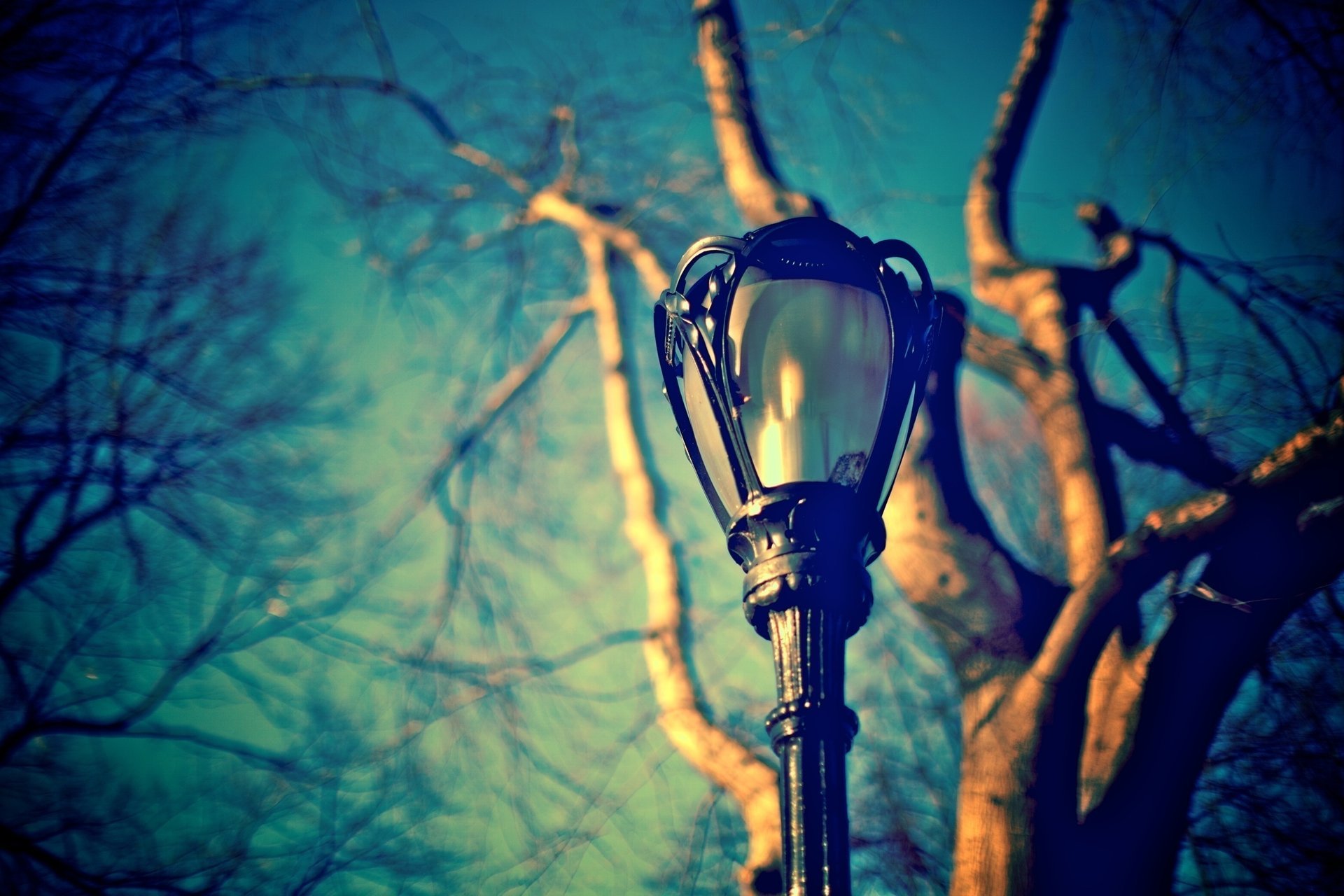 lantern macro street the sky blue branches trunk