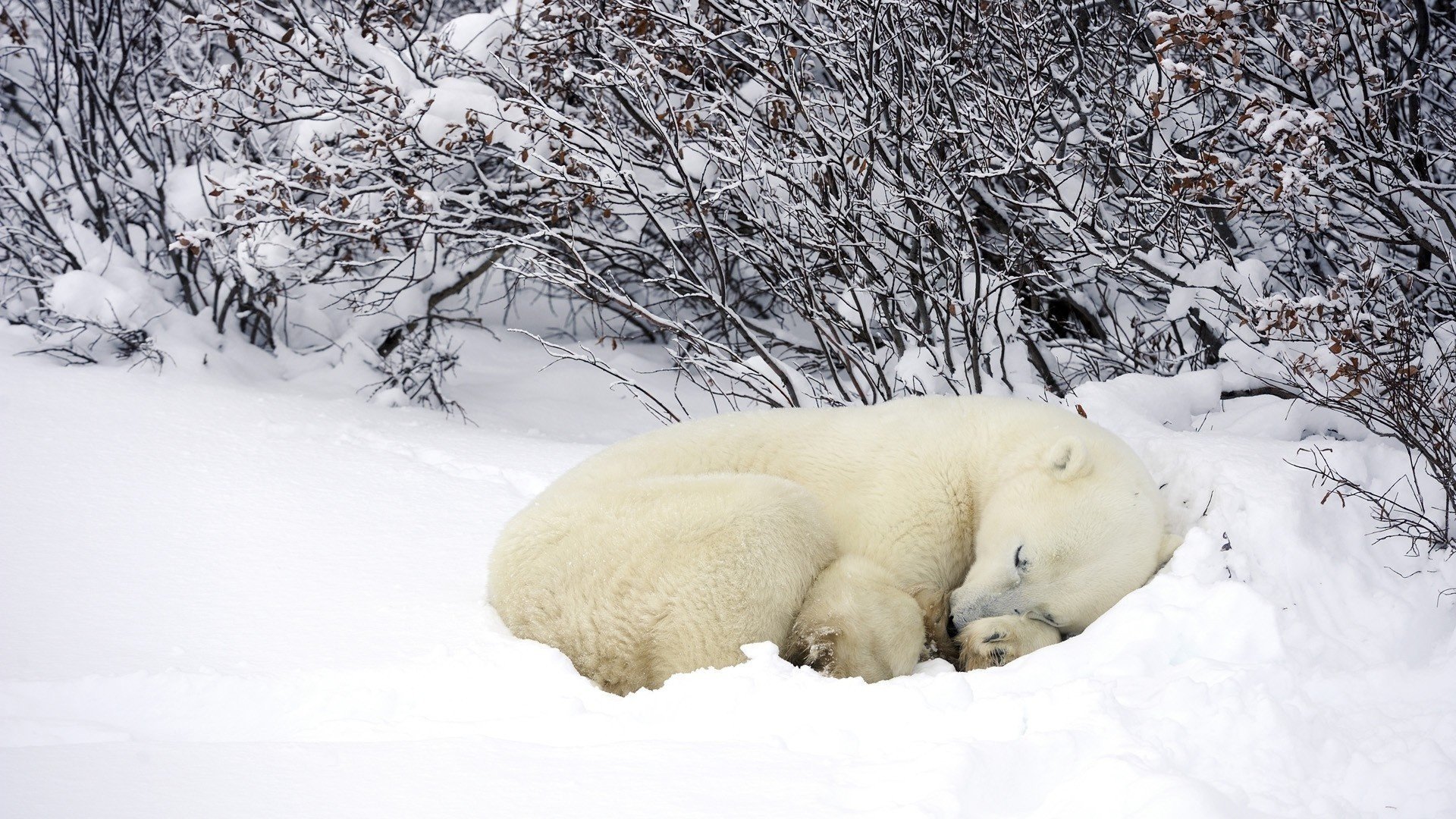 niedźwiedź polarny śnieg las zima