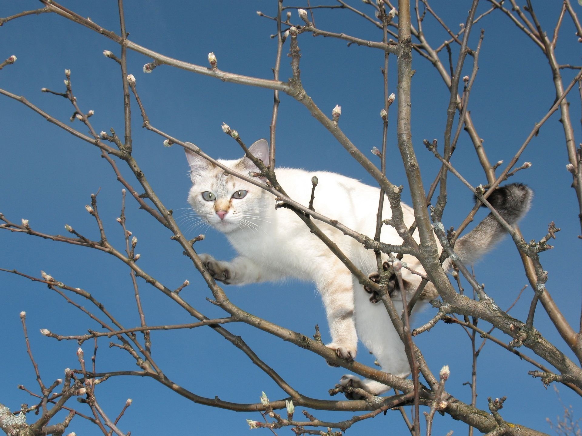 котэ дерево весна ветки