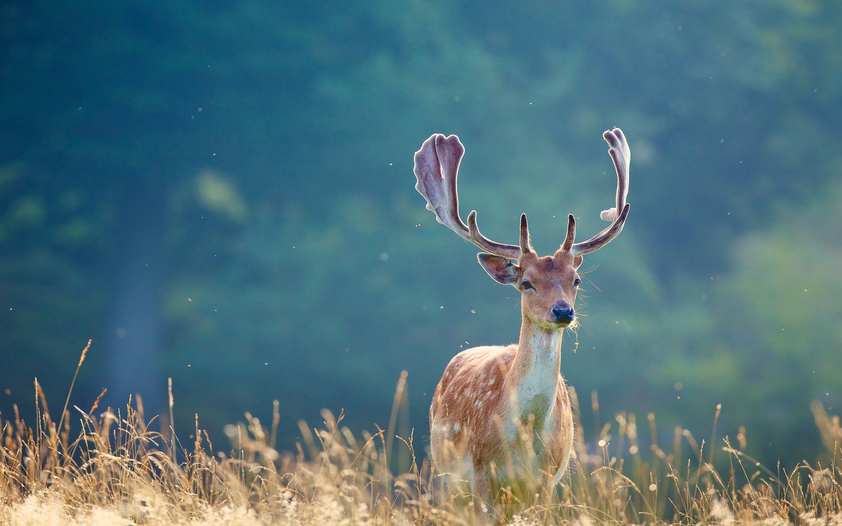 cerf bois herbe