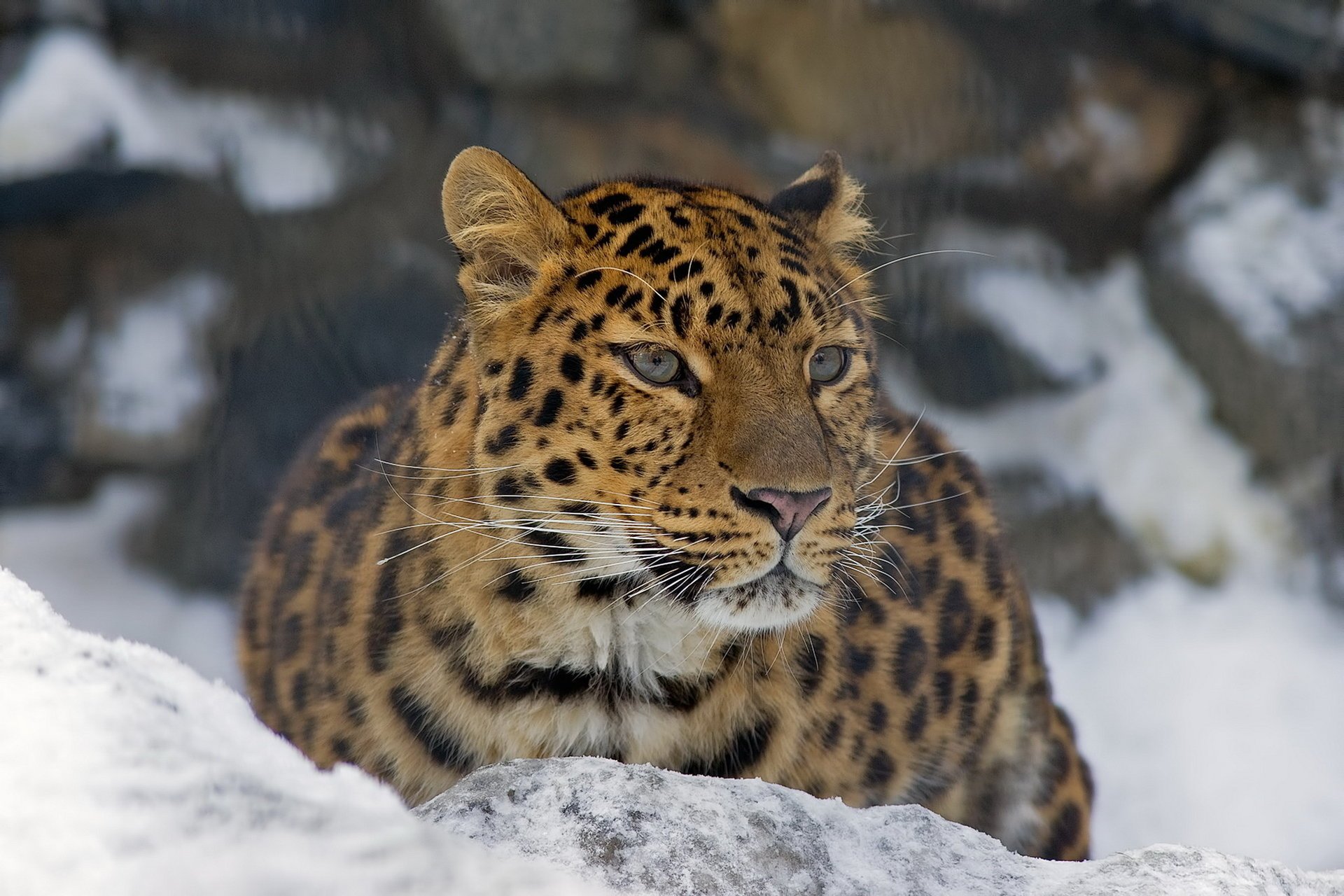 sguardo leopardo baffi muso