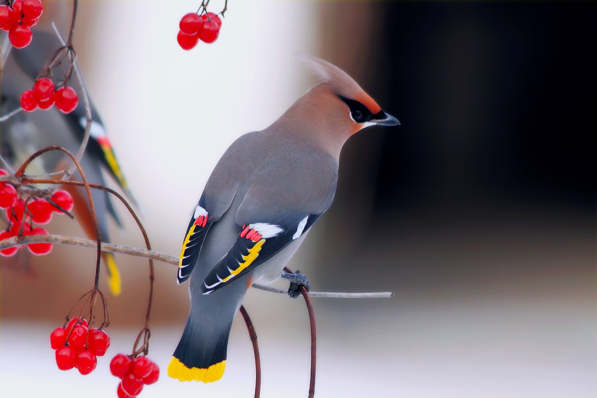 uccelli viburno bello rami waxwing