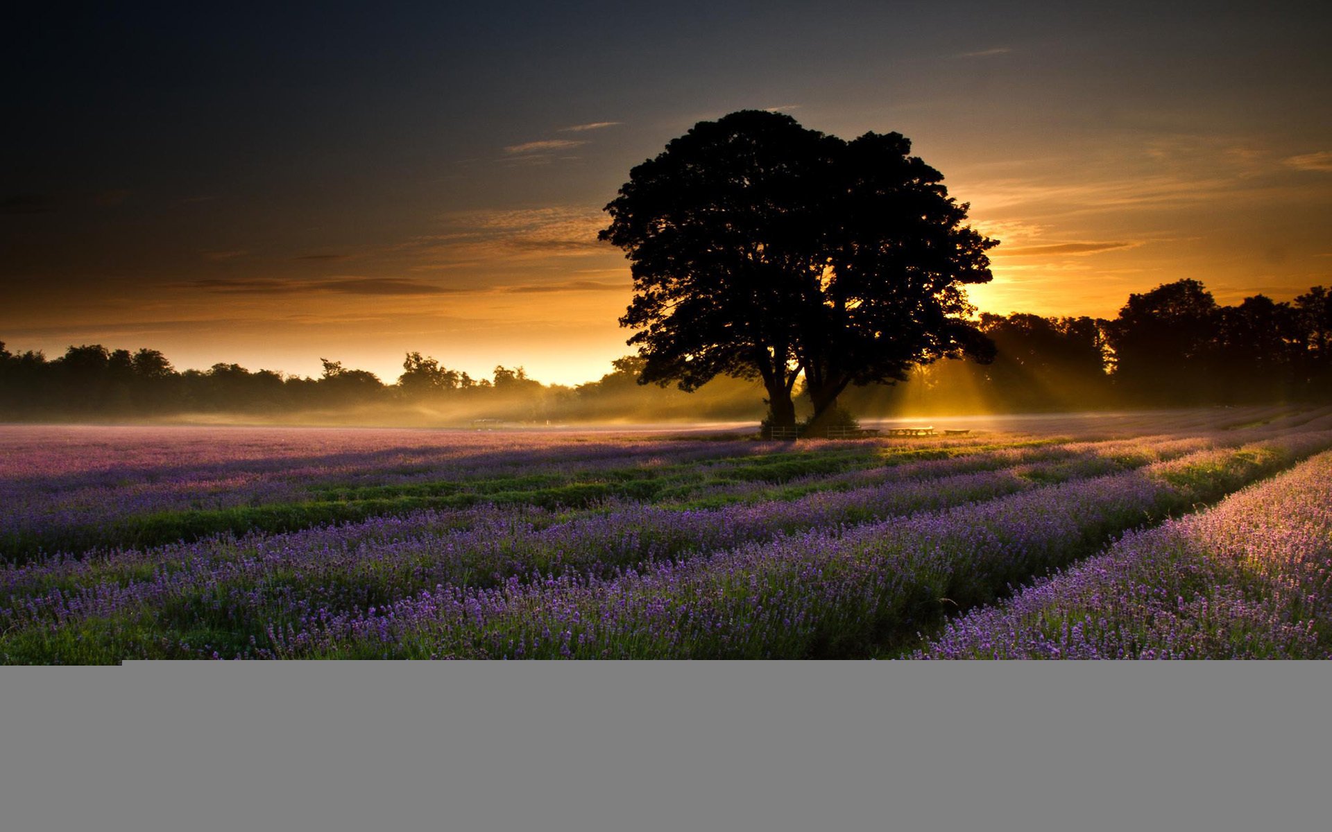 lavande nature arbres paysage champ aube