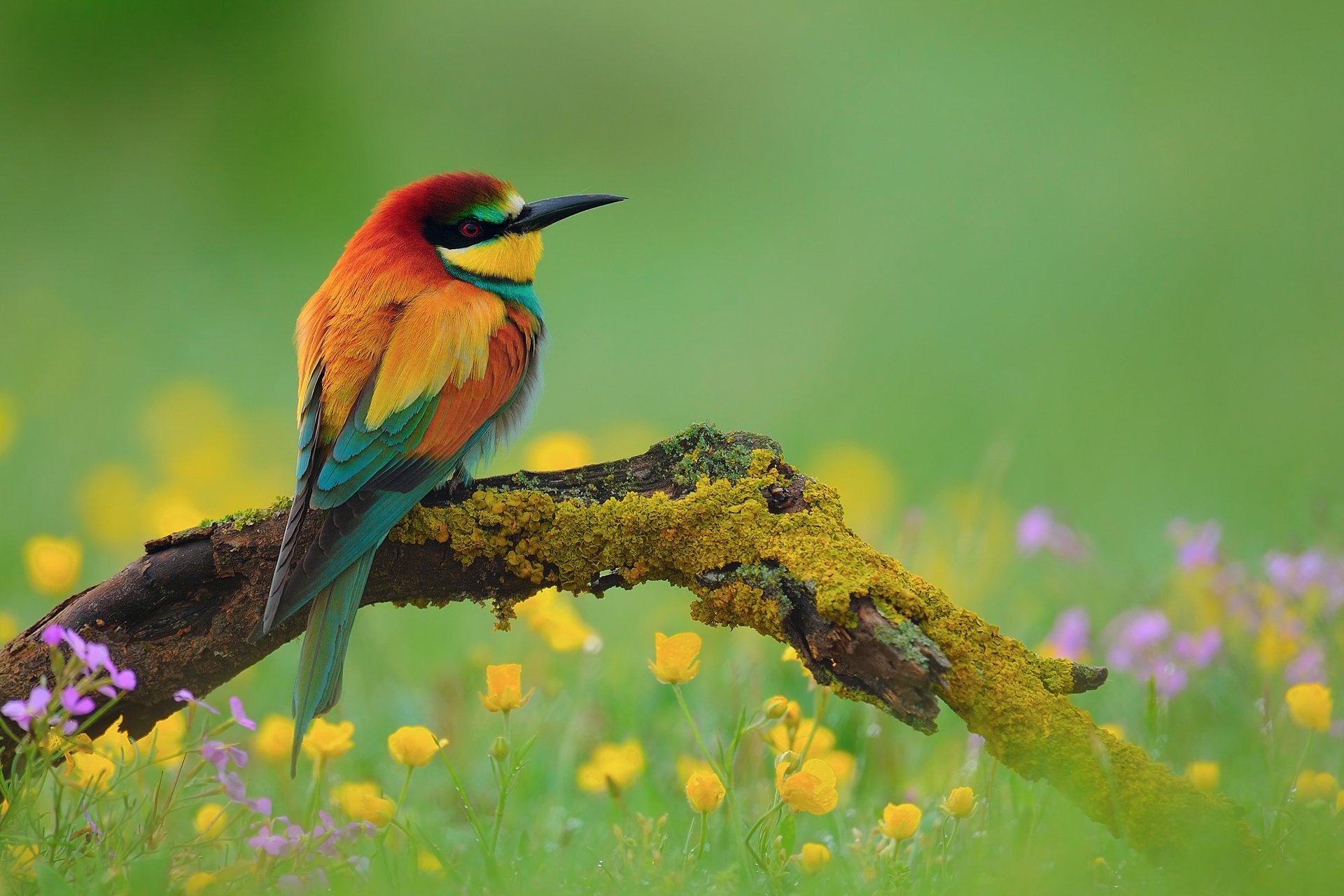 goldener hecht bienenfresser vogel zweig