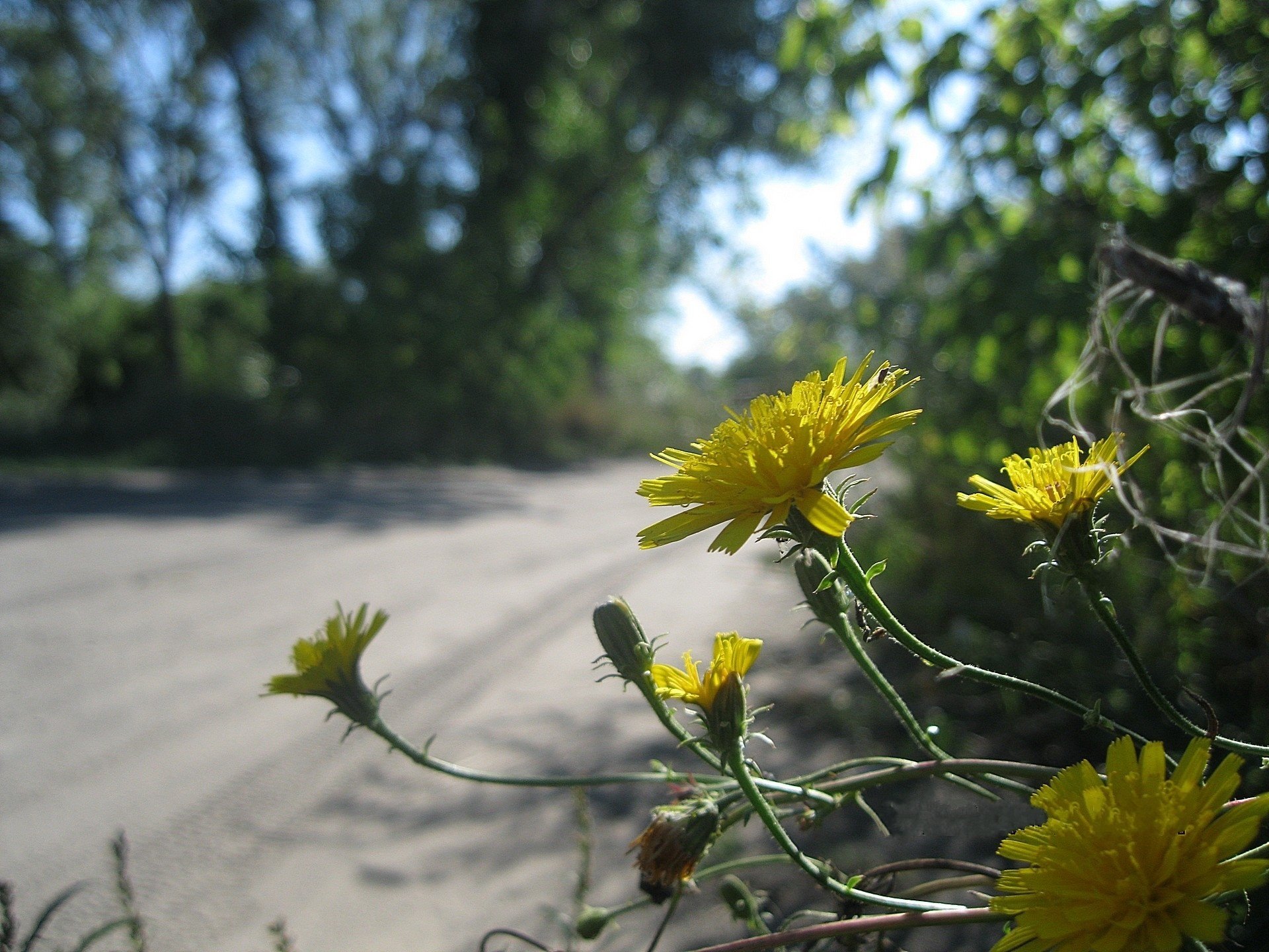 blumen gelb wild straße