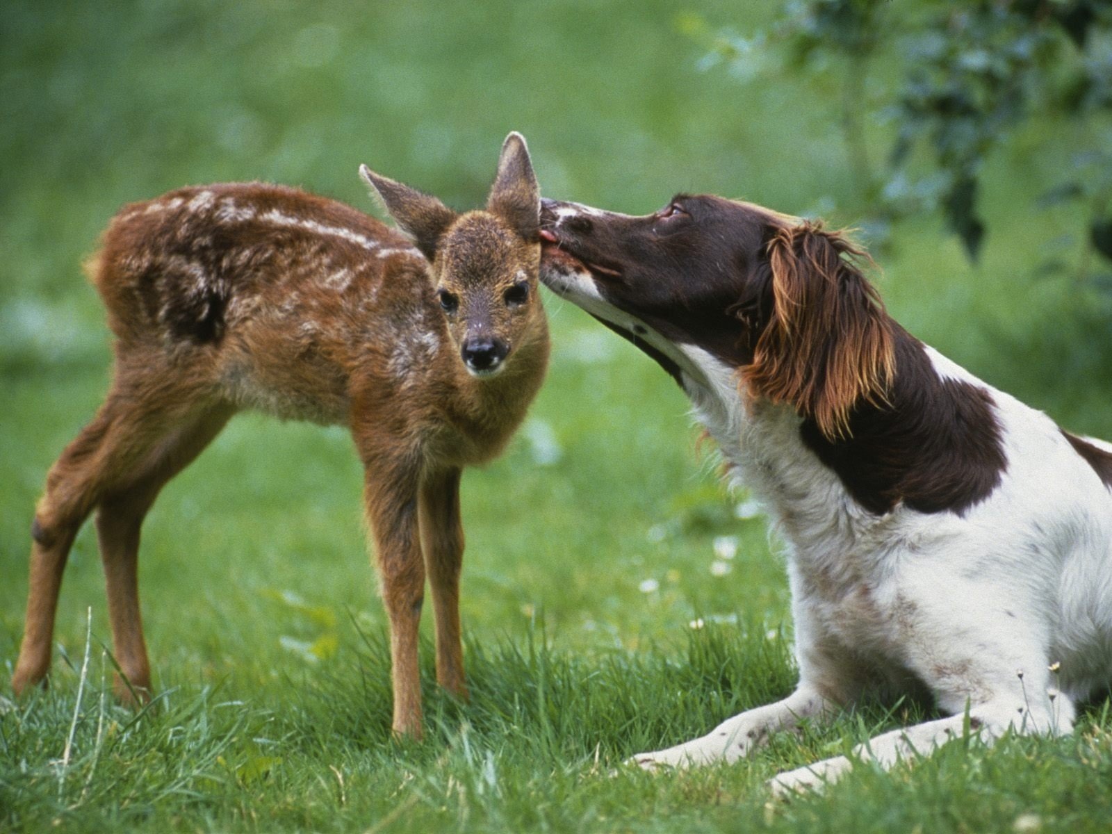 hund hirsch