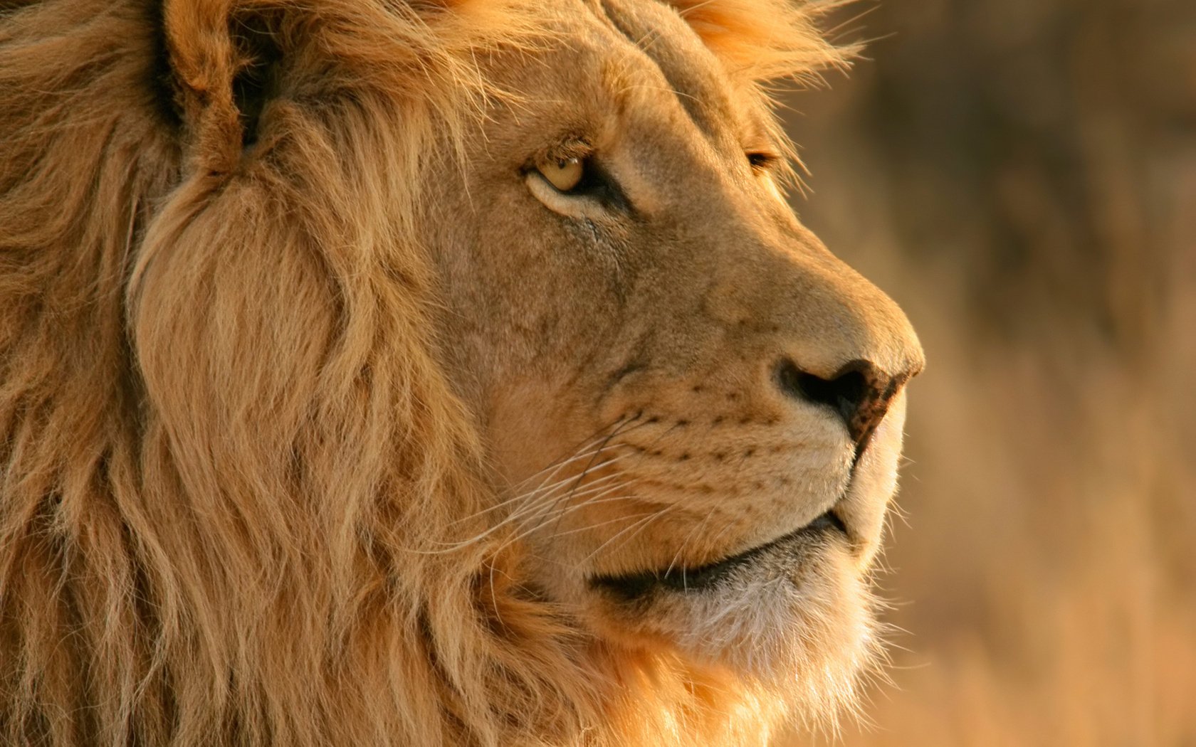 crinière lion regard nez