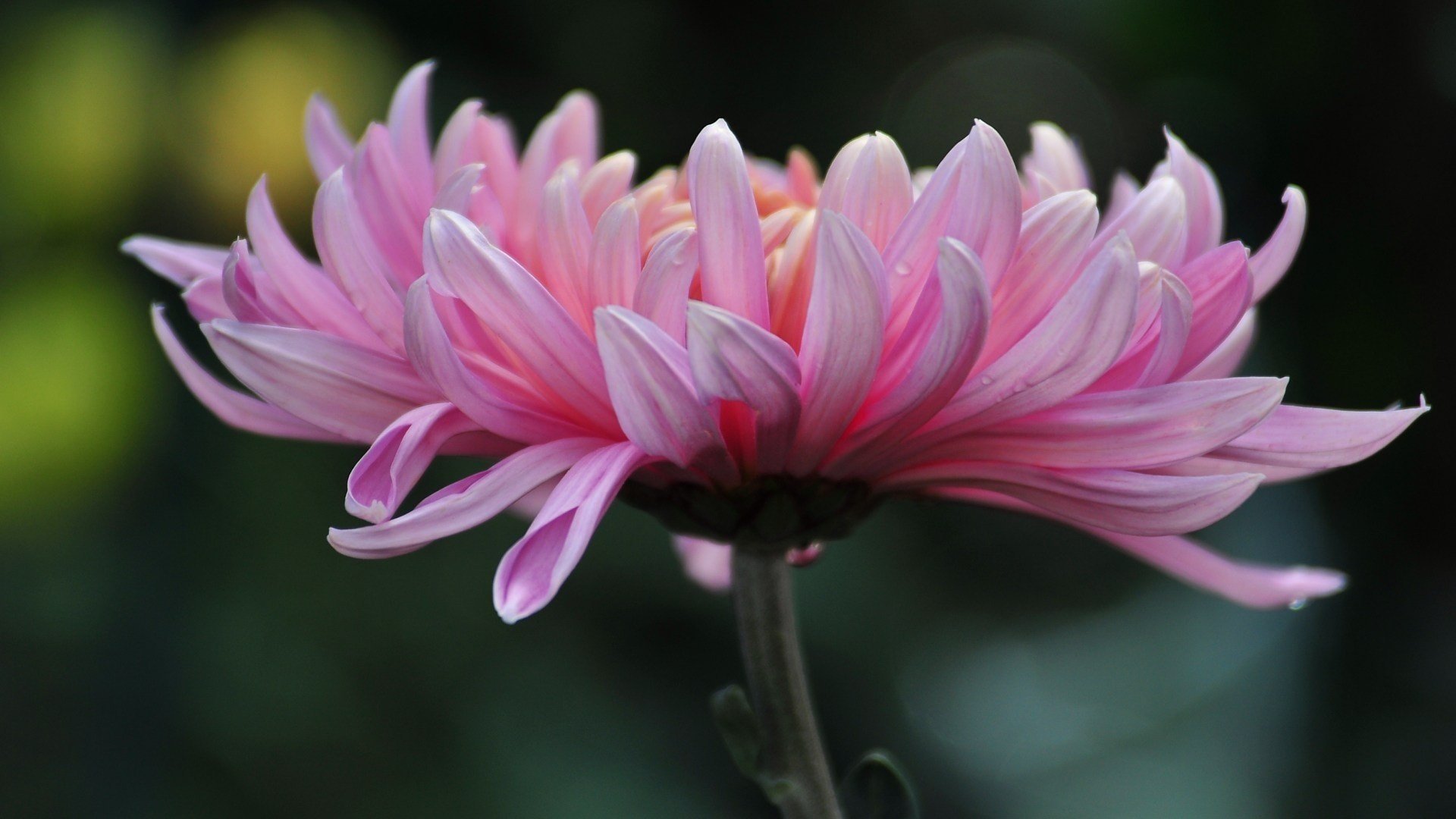 flor crisantemo verano