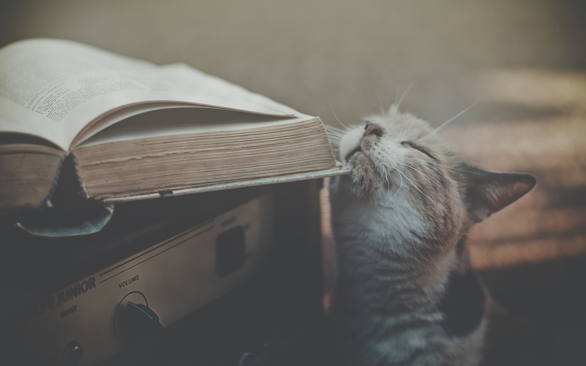 katze empfänger buch