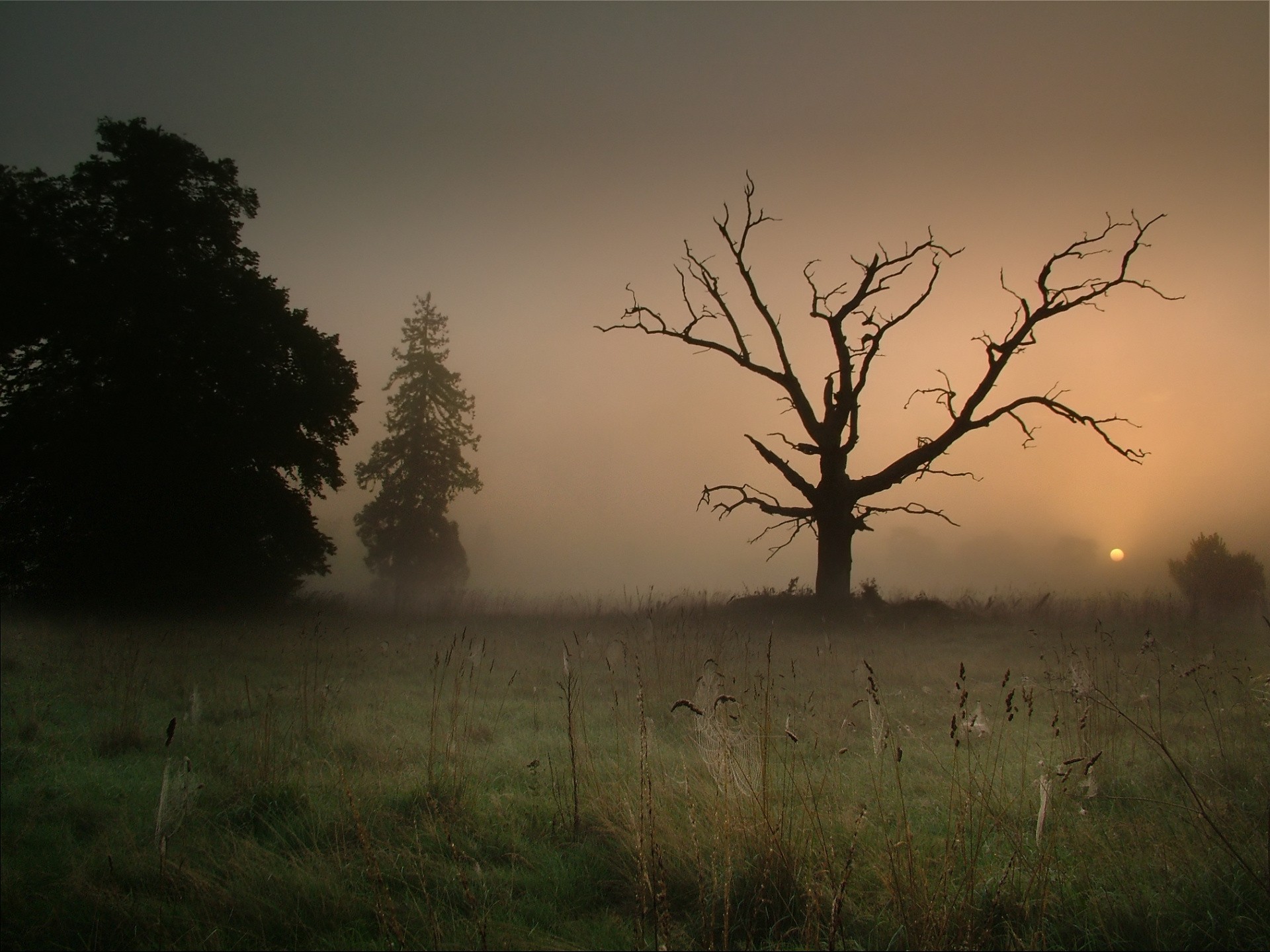 tree fog web