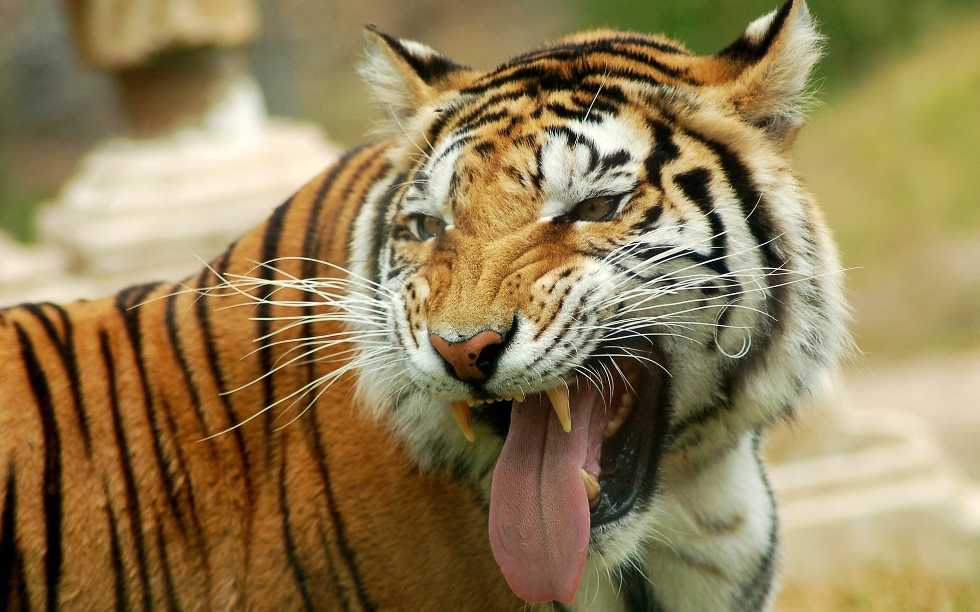 tigre depredador hocico lengua sonrisa