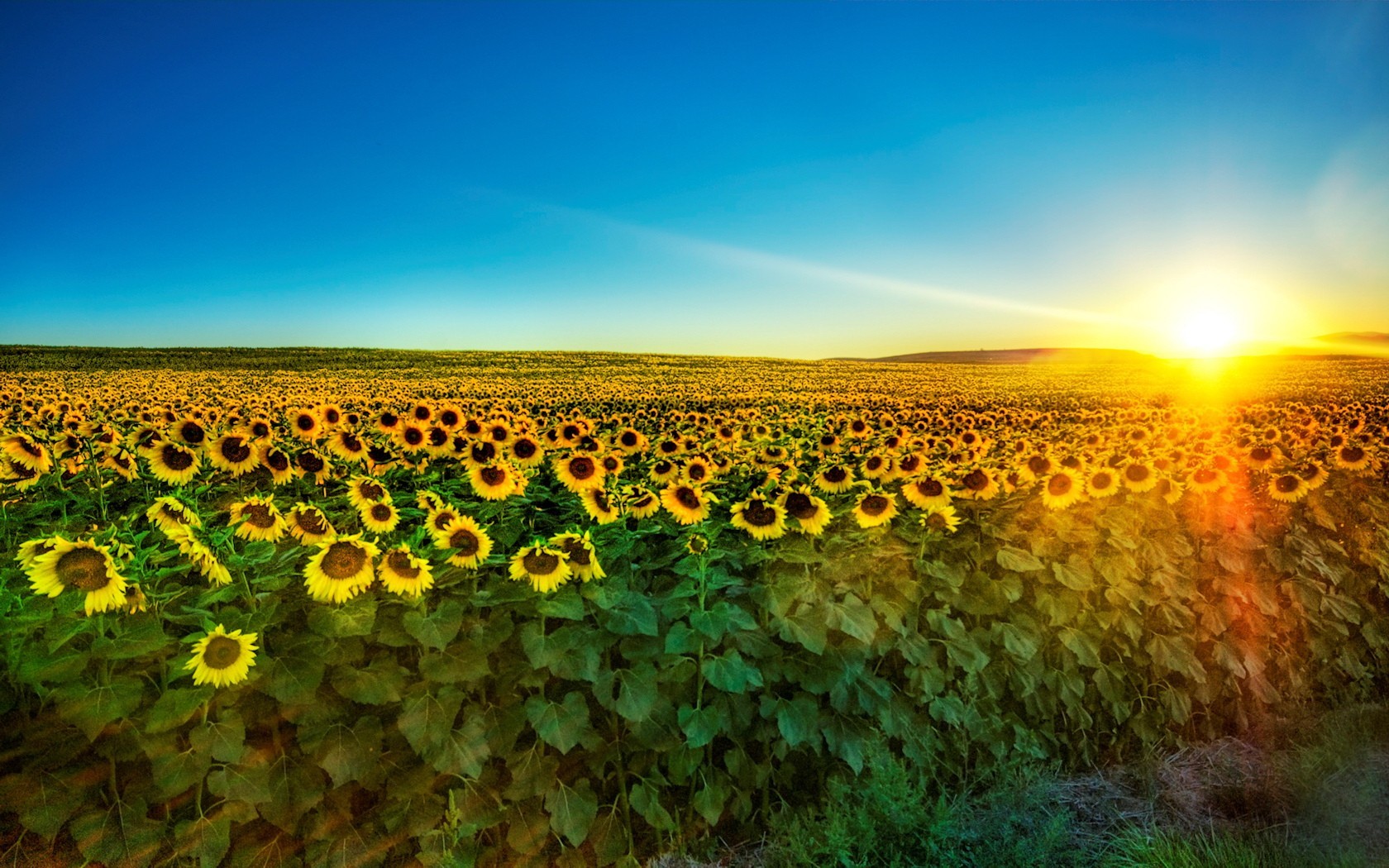 girasoli sole mattina