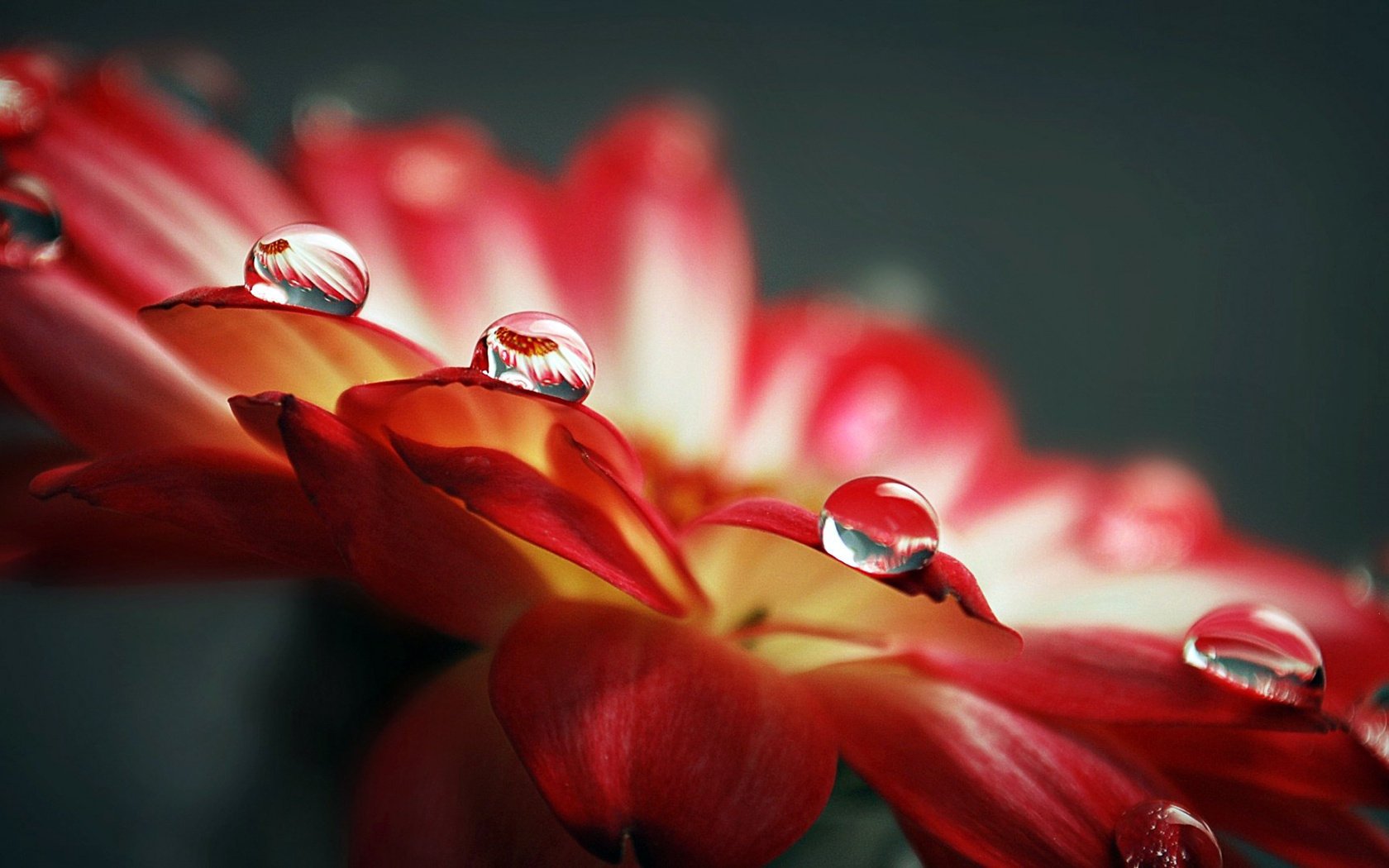 rocío rojo agua pétalos gotas