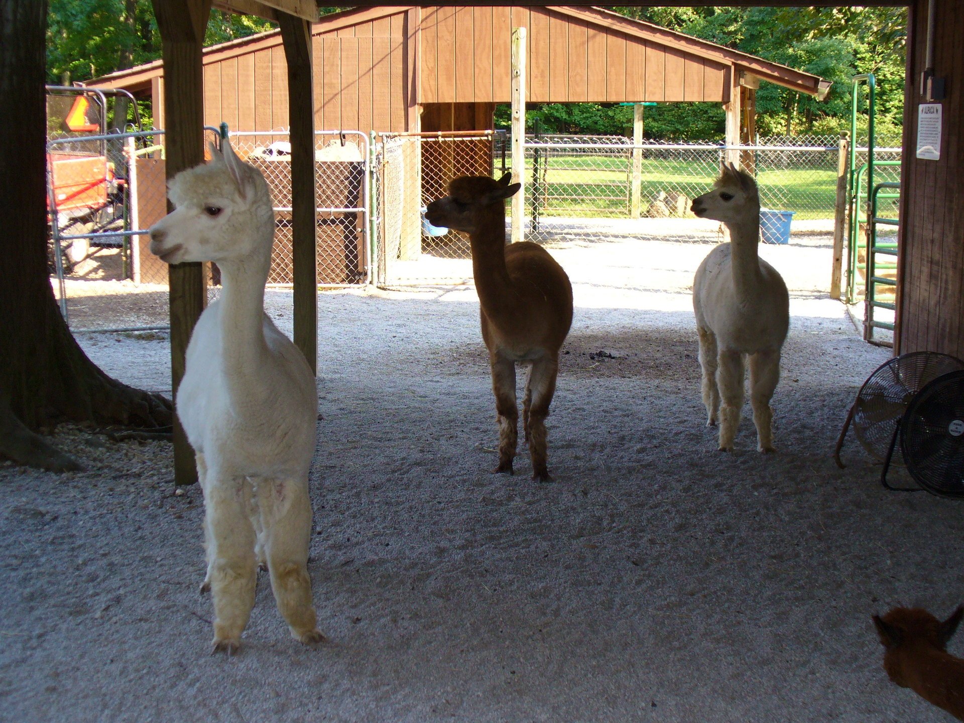 alpaca winter