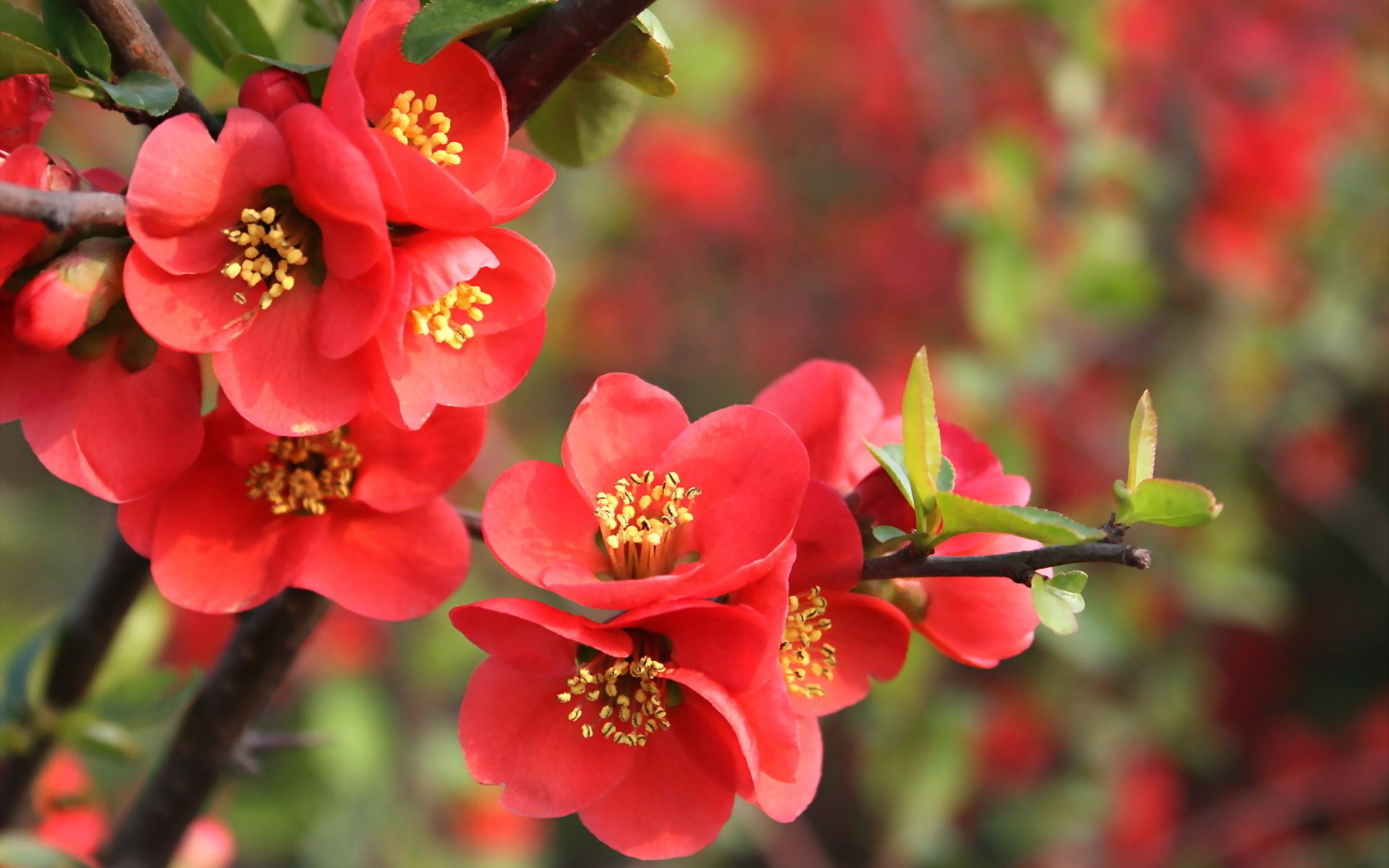 natura fiori melograno primavera foglie ramo rosso