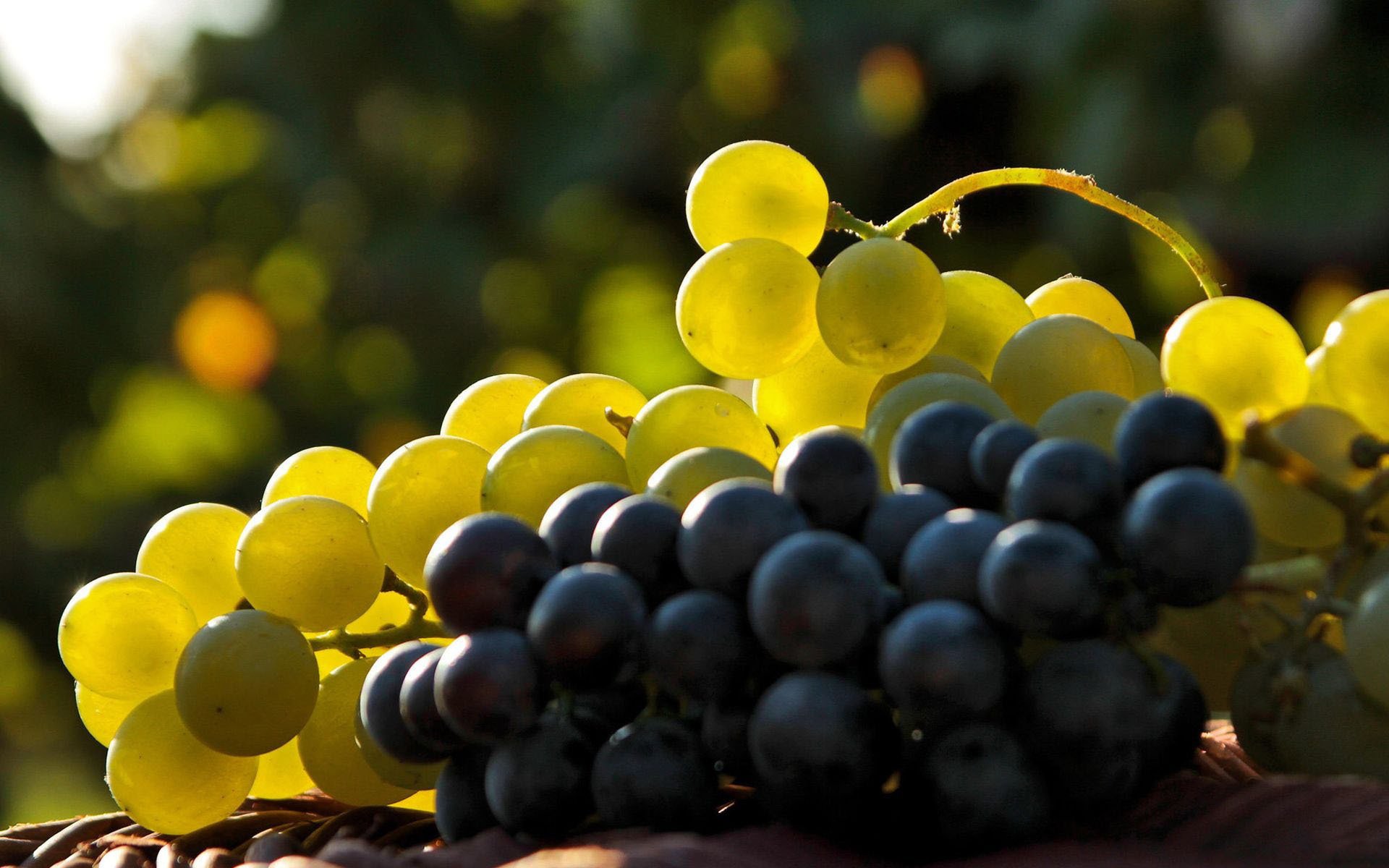 grapes bunch berries brush light